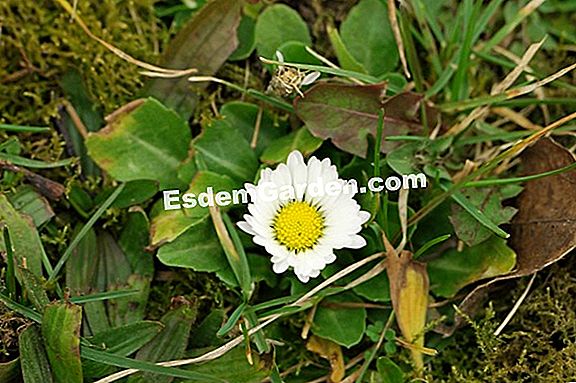 Daisy comune Bellis perennis semi di margherita del prato