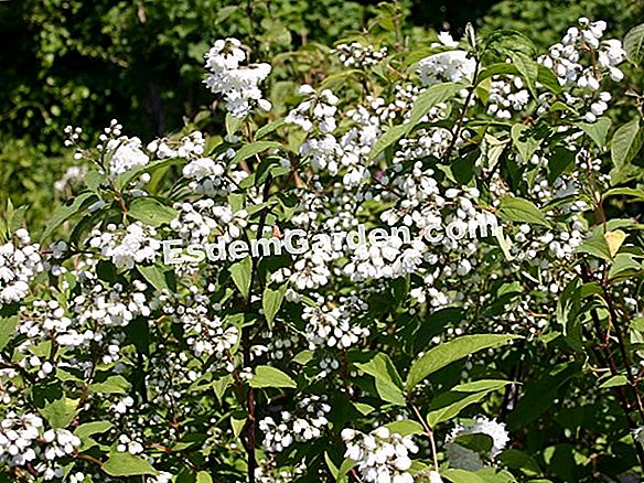 Elegante Deutzia Deutzia X Elegantissima Plantar Cultivar Todo Sobre Jardineria Y Diseno De Jardines 2021