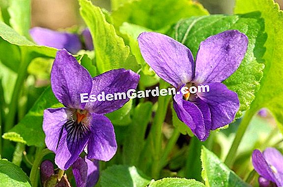 Violeta De Tasmania Viola Banksii Plantar Cultivar Multiplicar Todo Sobre Jardineria Y Diseno De Jardines 2021