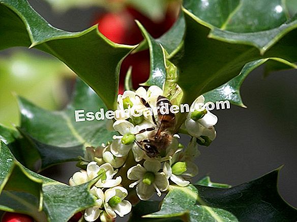 Flores de navidad