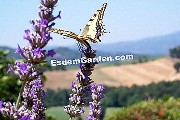 Lavanda Lavandula Angustifolia Tutto Su Giardinaggio E Progettazione Di Giardini