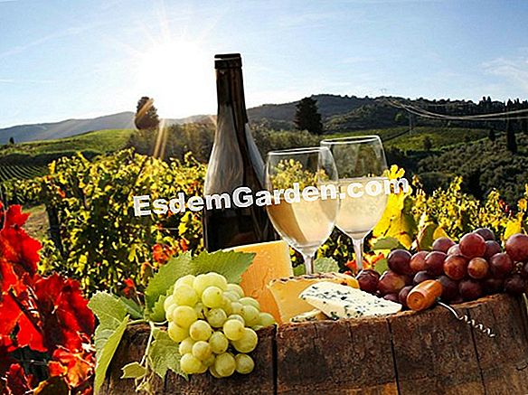 Feria del vino
