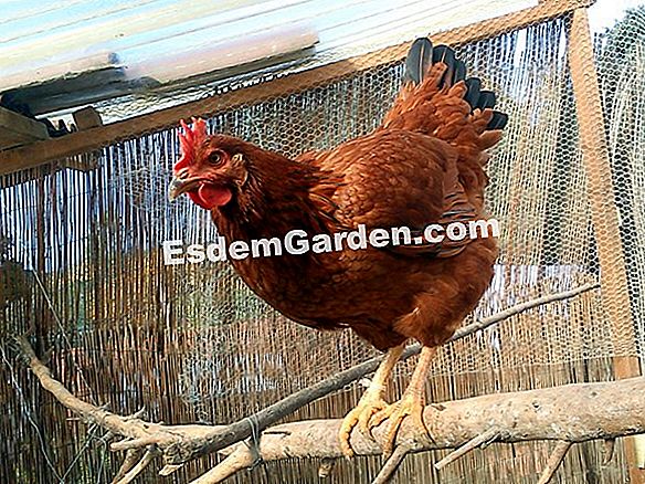 Adopta Una Gallina En El Jardin Todo Sobre Jardineria Y Diseno De Jardines