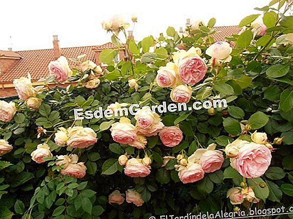 Plante un rosal