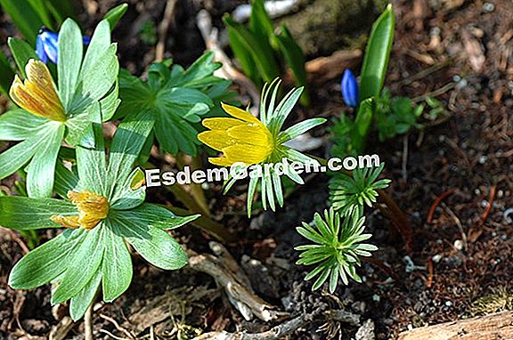 Aconite Dari Carmichael Chinese Aconite Helmet Of Jupiter Aconitum Carmichaelii Semua Tentang Berkebun Dan Desain Taman 2021