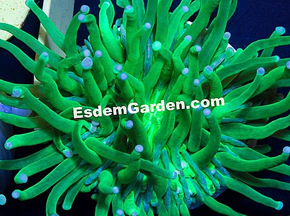 Anemon Dari Yunani Anemone Blanda Menanam Mengolah Berkembang Biak Semua Tentang Berkebun Dan Desain Taman 2021