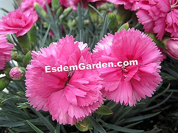 Bunga Anyelir Dianthus Barbatus Menanam Mengolah Berkembang Biak Semua Tentang Berkebun Dan Desain Taman 2021