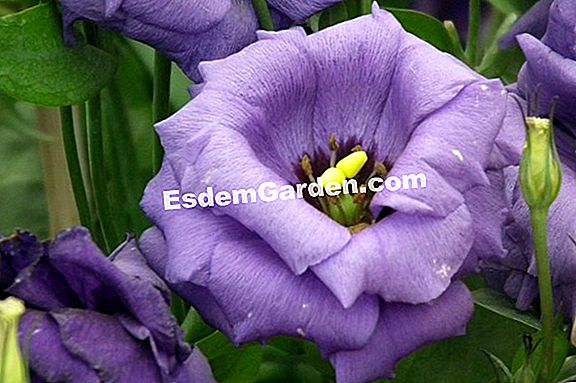 Lisianthus Eustoma Dengan Bunga Besar Eustome De Russel Prairie Gentian Eustoma Grandiflorum Semua Tentang Berkebun Dan Desain Taman 2020