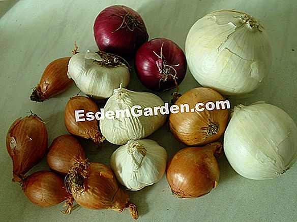 Bawang