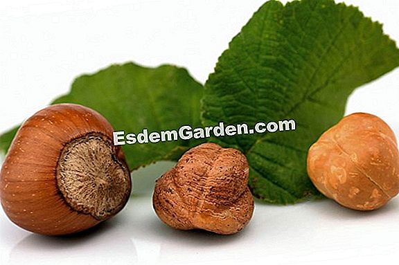 Nocciola