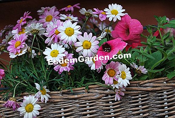 Arte Floreale Con I Fiori Del Giardino Tutto Su Giardinaggio E Progettazione Di Giardini 21