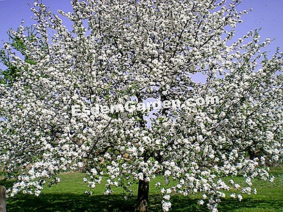 Dogwood Bianco Cornus Alba Pianta Coltiva Moltiplica Tutto Su Giardinaggio E Progettazione Di Giardini 21