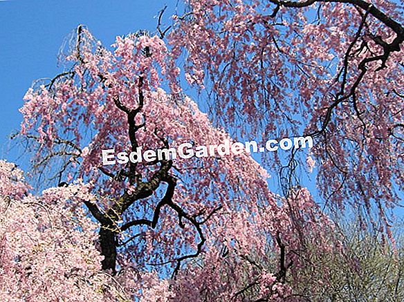 Pilastri Giapponese Ciliegio 60-80cm Prunus serrulata 