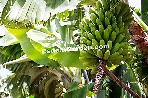 Albero Di Banane Tutto Su Giardinaggio E Progettazione Di Giardini 2020