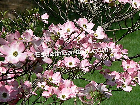 Fai Crescere Il Corniolo Bianco Tutto Su Giardinaggio E Progettazione Di Giardini 21