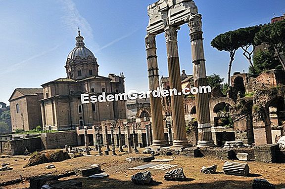 Come Intagliare E Mantenere La Lavanda Consigli Tutto Su Giardinaggio E Progettazione Di Giardini 21