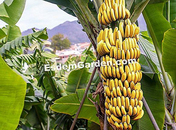 Bananenplantage 🌿 Over Tuinieren En Tuinontwerp 2023