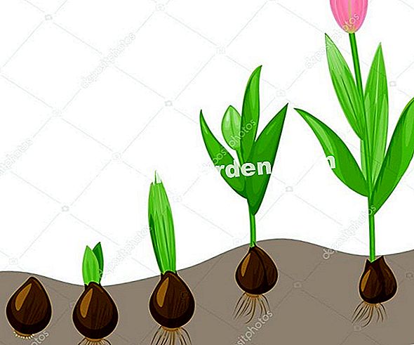 moeder ga werken factor Tulpen Planten: Wanneer, Hoe, In Welke Bodem? 🌿 Alles Over Tuinieren En  Tuinontwerp - 2022