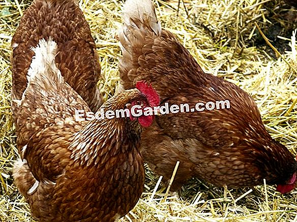 Araucana, Een Kip Met Groene Eieren! Over Tuinieren En Tuinontwerp -