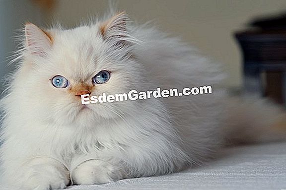 Quão Importante É O Jogo Para O Gato 🌿 Tudo Sobre Jardinagem E