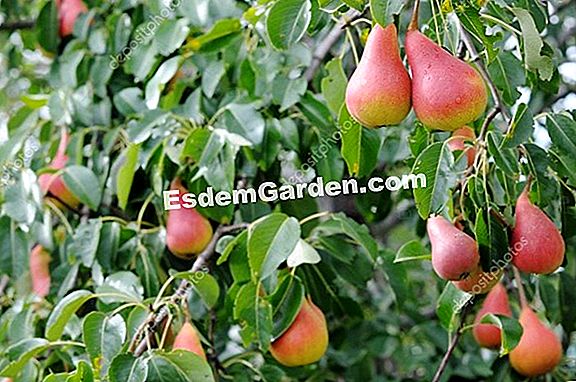 Guia Para Variedades De Pera Qual Arvore De Pera Para Escolher Tudo Sobre Jardinagem E Projeto Do Jardim 2020