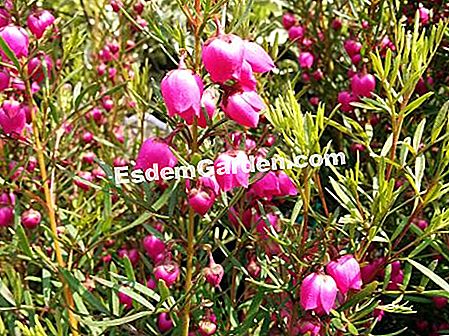 ボロニア葉 ボロニア ヘテロフィラ 植え付け 栽培 すべてのガーデニングや庭のデザインについて