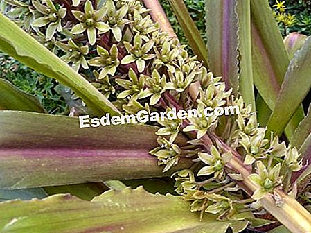 パイナップル花 Eucomide Eucomis Comosa 植物 栽培 繁殖 すべてのガーデニングや庭のデザインについて