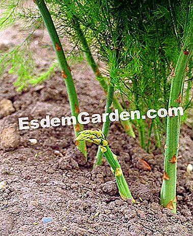 アスパラガス 品種 栽培 維持管理 収穫 すべてのガーデニングや庭のデザインについて