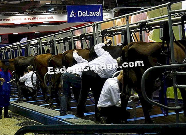 Ulang tahun ke-50 Pameran Pertanian Antarabangsa 2013 di dalam gambar - (ke-50) Memerah susu dalam baju