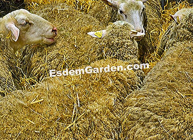 Ulang tahun ke-50 Pameran Pertanian Antarabangsa 2013 di dalam gambar - (ke-50) Permaidani global? Tidak, Salon de l'Agriculture