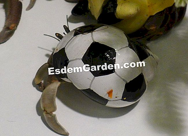 Ulang tahun ke-50 Pameran Pertanian Antarabangsa 2013 di dalam gambar - (pameran) Kepiting pertapa memberikan segala-galanya untuk mencintai bola sepak, walaupun cangkangnya