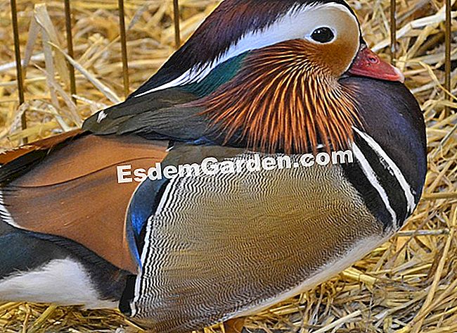 Ulang tahun ke-50 Pameran Pertanian Antarabangsa 2013 di dalam gambar - (pertanian) Minggu fesyen dalam fesyen Mandarin