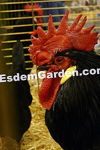 Ulang tahun ke-50 Pameran Pertanian Antarabangsa 2013 di dalam gambar - (pertanian) Sikap Punk