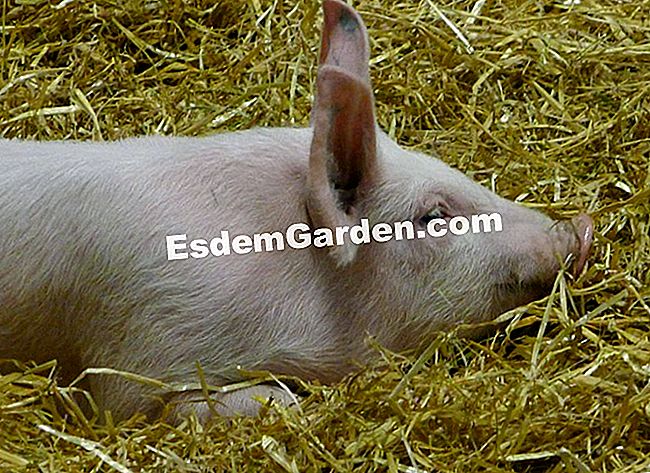 Ulang tahun ke-50 Pameran Pertanian Antarabangsa 2013 di dalam gambar - (ulang) Babi kecil sangat comel