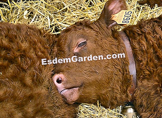 Ulang tahun ke-50 Pameran Pertanian Antarabangsa 2013 di dalam gambar - (pameran) Kebahagiaan anak lembu