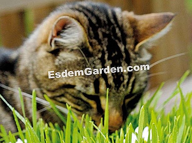 Cosa piantare in giardino per il suo gatto? - (cosa) gatto che mangia erba