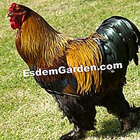 Ayam panggang yang indah, kebanggaan barnyard - (ayam) Penjenayah Brahma
