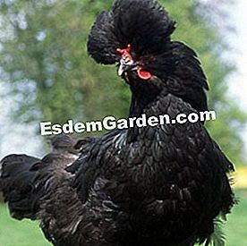 Ayam panggang yang indah, kebanggaan barnyard - (indah) Black Crèvecoeur hen