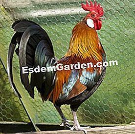 Ayam panggang yang indah, kebanggaan barnyard - (ayam) Ayam, ayam Gaulish
