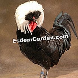 Ayam panggang yang indah, kebanggaan barnyard - (ayam) kerdil belanda, ayam jantan crested putih