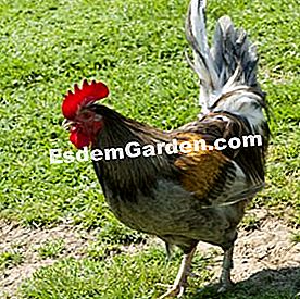 Ayam panggang yang indah, kebanggaan barnyard - (mereka) Limousin fishing cock
