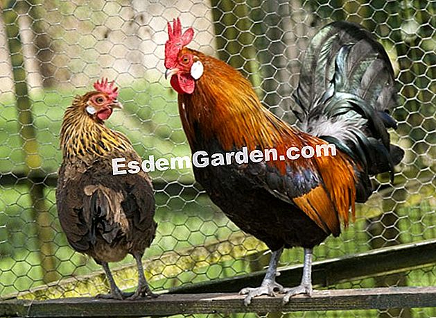 Ayam panggang yang indah, kebanggaan barnyard - (ayam) Ayam Golden Gaulish