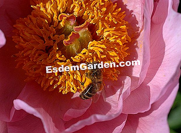 A abelha de médico: saúde por produtos de abelha