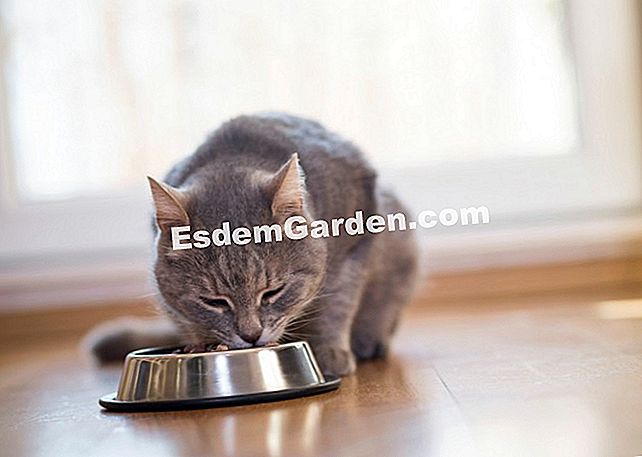 Alimentando seu gato: encontrando o equilíbrio certo