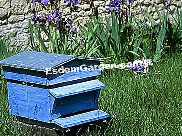 Sarang pertama: kerja penyelenggaraan - (kerja) sarang biru