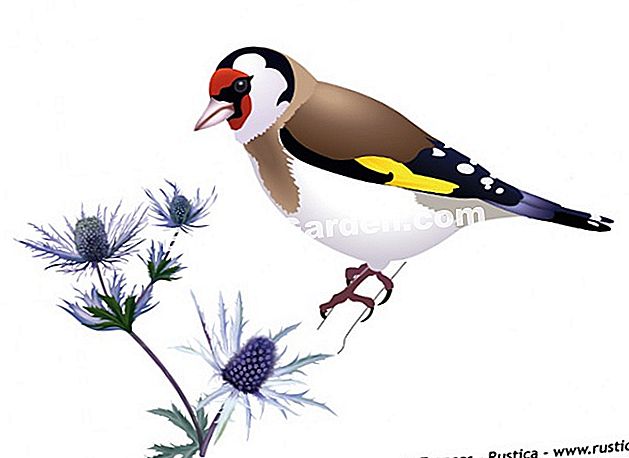 금화를 끌어들이는 방법 - Carduelis carduelis 조류학 차트: 금화