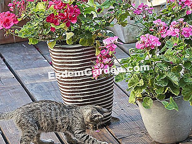 Kucing saya menggaruk di mana-mana! - (yang) Kucing dan pot bunga
