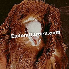 Merpati naik dari lulus - (baka) Pigeon Capuchin