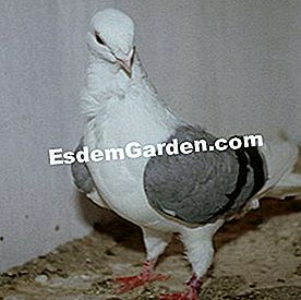 Merpati naik dari lulus - (baka) Pigeon Cravate French