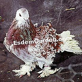 Merpati naik dari lulus - (merpati) Pigeon Curly